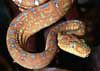 Raubtiere: Schlangen - Die biblischen Reptilien