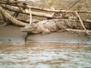 Raubtiere: Krokodile - Die Killer aus der Urzeit - Szene